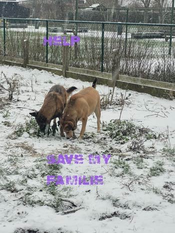 Tyson-en-Evie-in-the-snow-tekst-350